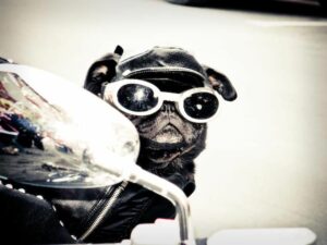 Flying Helmets And Goggles For Dogs