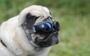 Goggles For Pugs