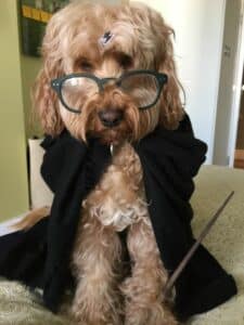 Harry Potter Glasses For Dogs