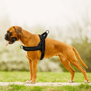 Dog Harnesses For Pitbulls