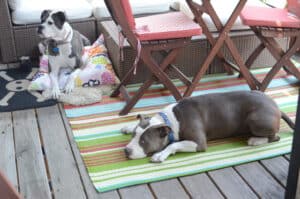 Outdoor Rugs For Dogs