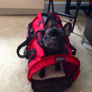 Pet Carriers For A Pug