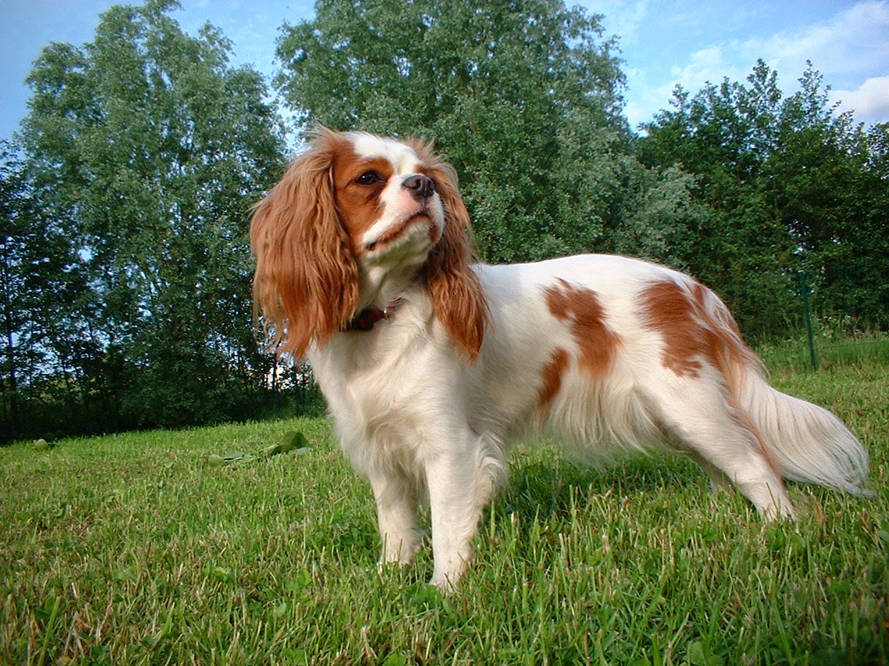 Best Pet Steps For Cavalier King Charles Spaniels Updated August 2024