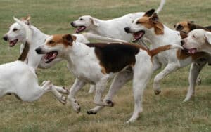 Pet Steps For English Foxhounds
