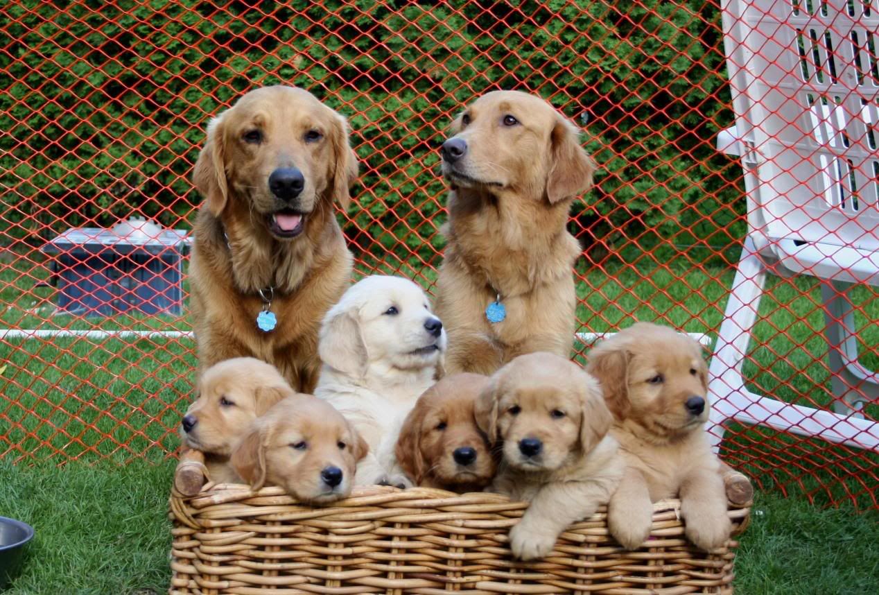 Best Pet Steps For Golden Retrievers Updated September 2024