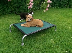 Raised Dog Beds For Kennels