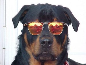 Sunglasses For Large Dogs