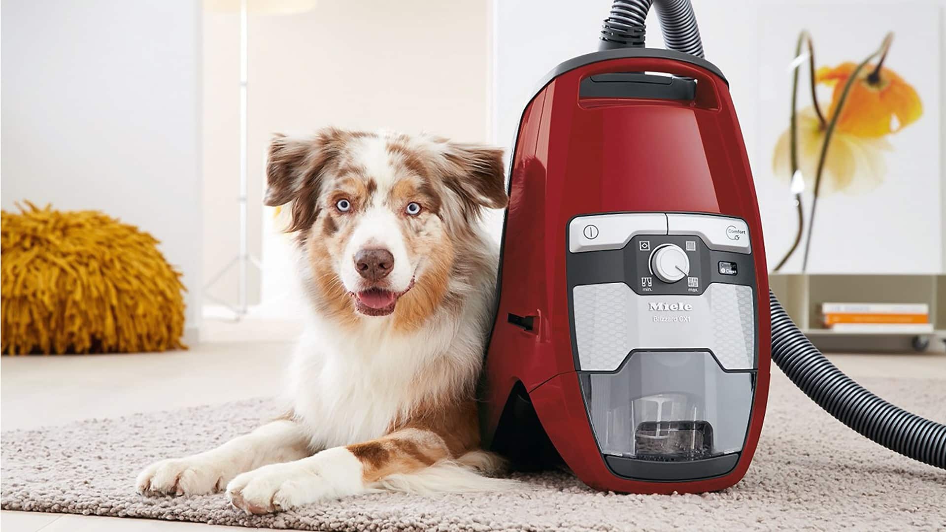 Best Vacuums To Pick Up Dog Hair Updated June 2024