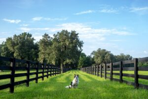 Wireless Fences For Large Dogs
