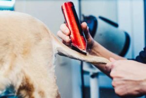 Cordless Dog Clippers