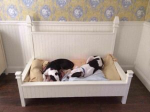 Dog Beds For Babies