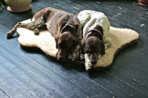 Dog Beds For German Shorthaired Pointers