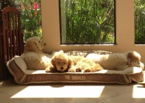 Dog Beds For Goldendoodles