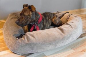 Dog Beds For Heavy Shedders