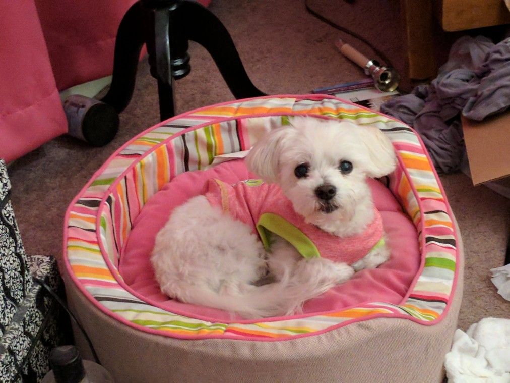 Dog Beds For Maltese Long Live Dog Reviews & Analysis