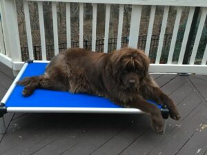 Dog Beds For Newfoundlands
