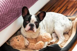 Dog Beds For Urinary Incontinence