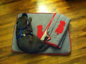 Why Your Dog Need a Dog Bed