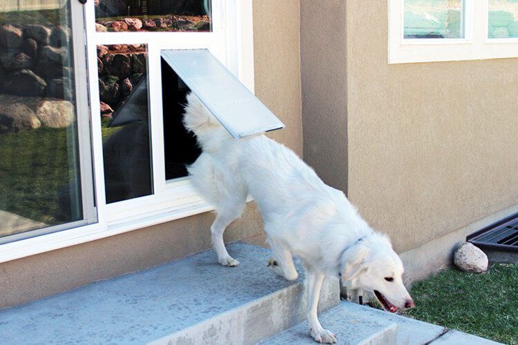 Best Dog Door Inserts Updated August 2024