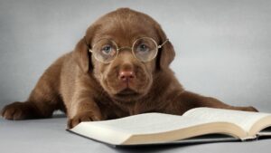 Reading Glasses For Dogs