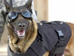 Tactical Goggles For Dogs