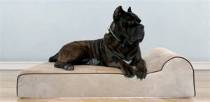 Dog Beds For American Bulldogs