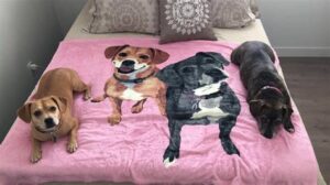 Dog Beds For Mother And Puppies