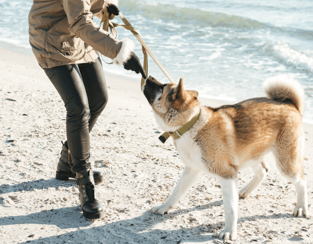 6 Easy Tips to Help You Train Your Dog Not to Pull on The Leash!