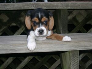 Pet Steps For Beagles