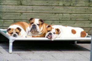 Dog Beds For Bulldogs