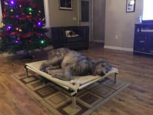 Dog Beds For Irish Wolfhounds