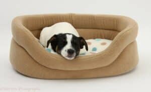 Dog Beds For Jack Russell Terriers