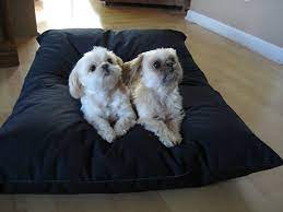 Dog Beds For Two Dogs