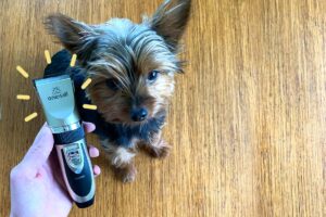 Dog Clippers For Yorkshire Terriers