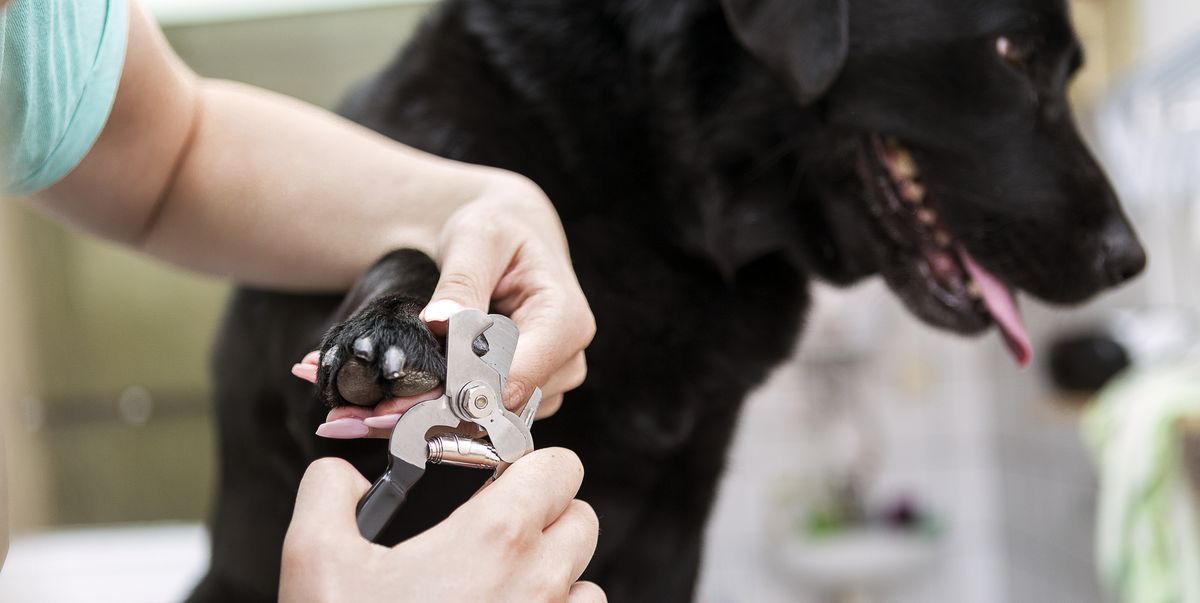 Picture of 10 Best Dog Nail Clippers RANKED - Updated March 2026