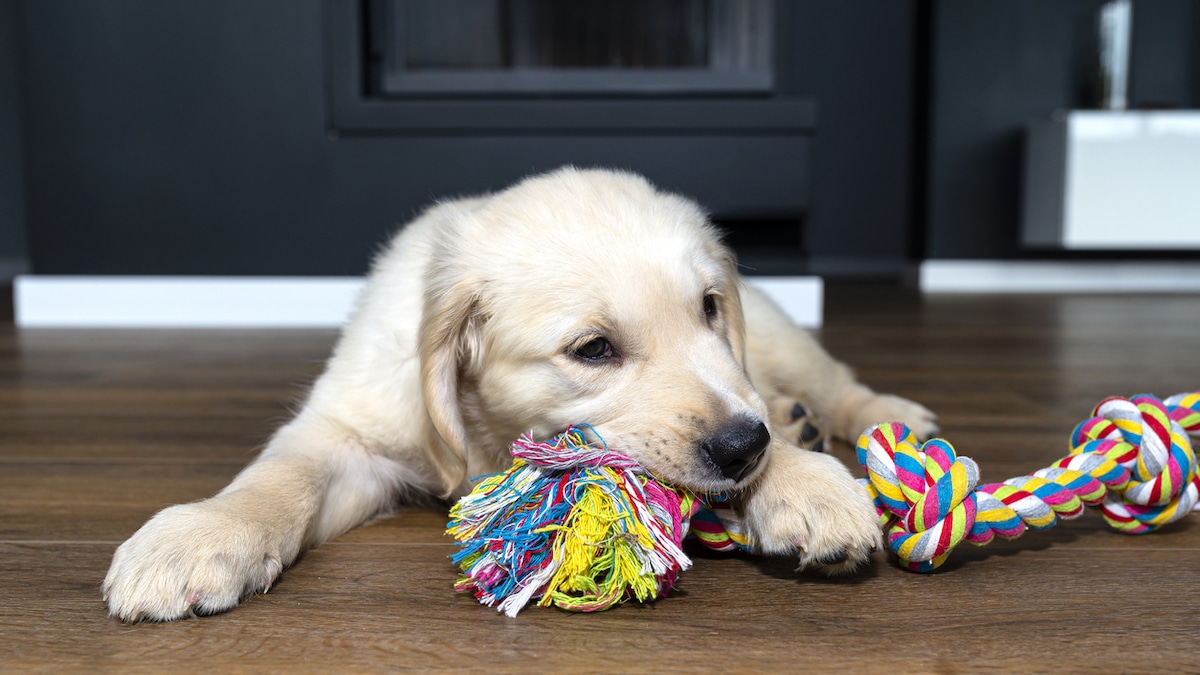 10 Best Dog Rope Toys RANKED Updated October 2024