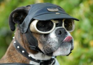 Leather Helmets And Goggles For Dogs