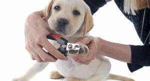 Puppy Nail Clippers