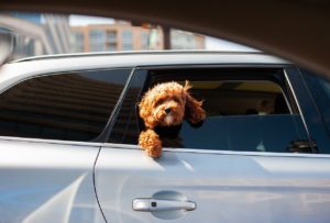 Best 7 Tips For Traveling With A Dog