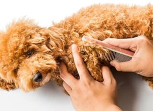 Dog Combs For Matted Hair