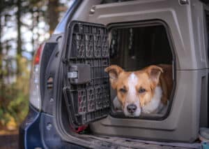 Dog Crates For Cars