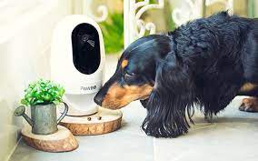 Dog Security Camera