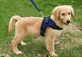 Puppy Harnesses