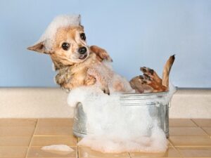 Shampoos For My Chihuahua