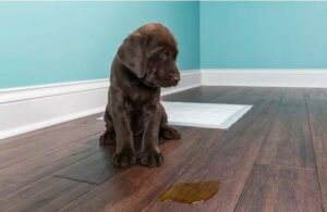 Dog Urine Removers For Hardwood Floors