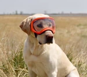 Goggles For Hunting Dogs