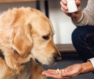 Pill Pockets For Dogs