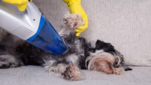 Vacuum Attachments For Dog Hair