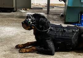 Military Goggles For Dogs