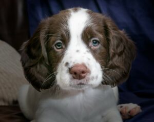 Pet Steps For French Spaniels